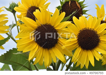 開花在三鷹中原的黃色向日葵 開花在三鷹中原的黃色向日葵 49700793