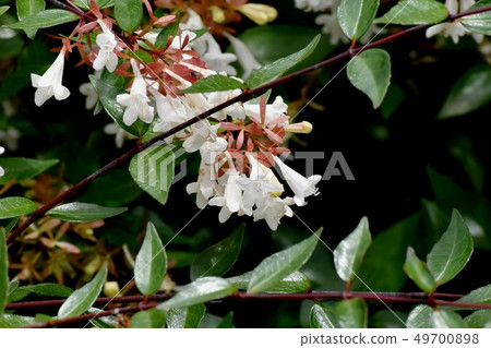 開花在三鷹中原的白色阿伯里亞 開花在三鷹中原的白色阿伯里亞 49700898