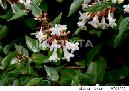 White Aberia blooming in Mitaka Nakahara 49701032
