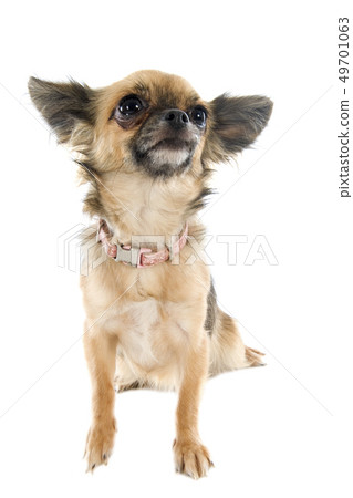 brown chihuahua brown chihuahua 49701063