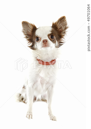 chihuahua with preventive collar chihuahua with preventive collar 49701064