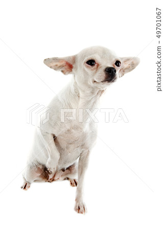 white chihuahua 49701067