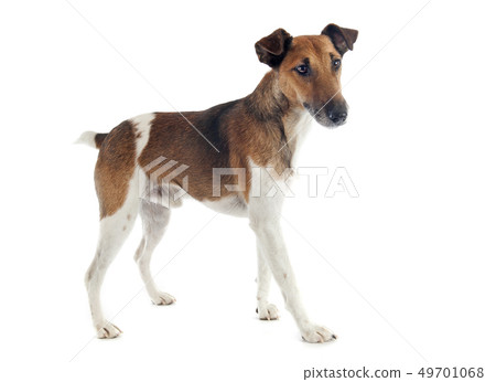 smooth fox terrier 49701068