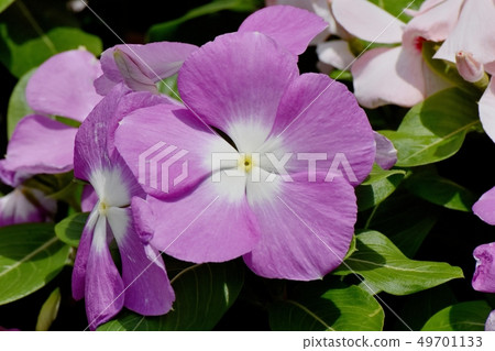 開花在三鷹中原的紫色荔枝螺 49701133