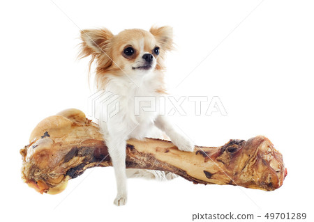 chihuahua and bone chihuahua and bone 49701289