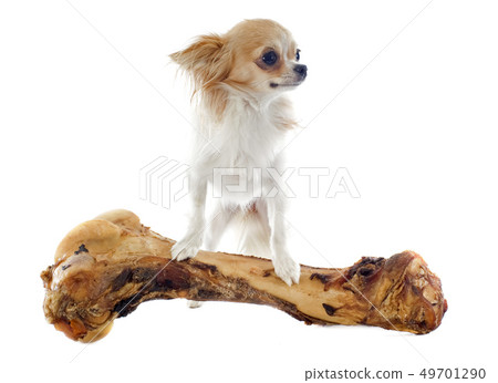 chihuahua and bone chihuahua and bone 49701290