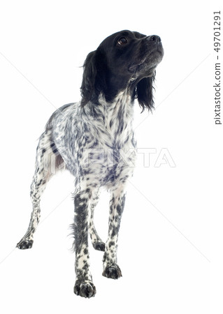 brittany spaniel brittany spaniel 49701291