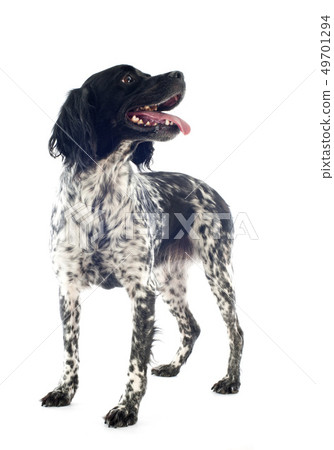 brittany spaniel brittany spaniel 49701294