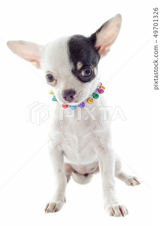 puppy chihuahua 49701326