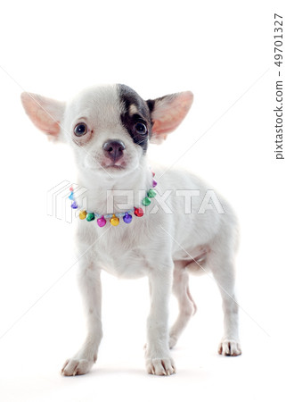 puppy chihuahua puppy chihuahua 49701327