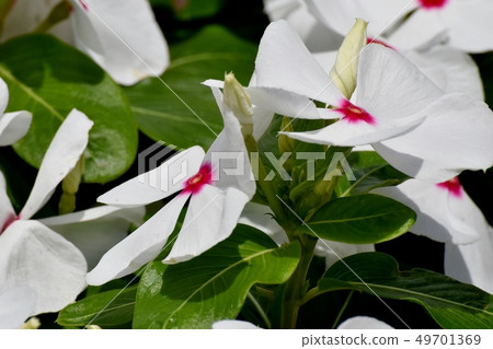 開花在三鷹中原的白色Nichinoscisso 開花在三鷹中原的白色Nichinoscisso 49701369
