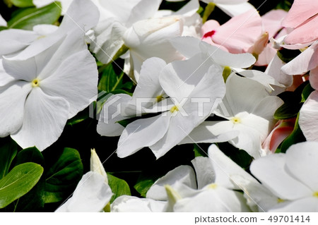 開花在三鷹中原的白色Nichinoscisso 開花在三鷹中原的白色Nichinoscisso 49701414