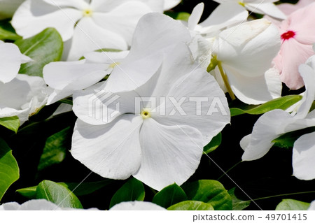 開花在三鷹中原的白色Nichinoscisso 開花在三鷹中原的白色Nichinoscisso 49701415