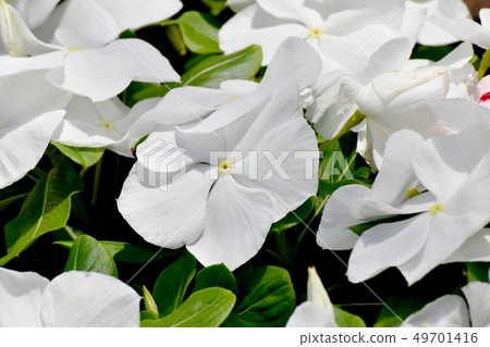 開花在三鷹中原的白色Nichinoscisso 開花在三鷹中原的白色Nichinoscisso 49701416