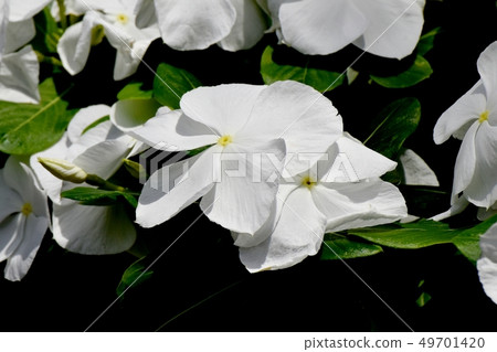 White Nichinoscisso blooming in Mitaka Nakahara White Nichinoscisso blooming in Mitaka Nakahara 49701420