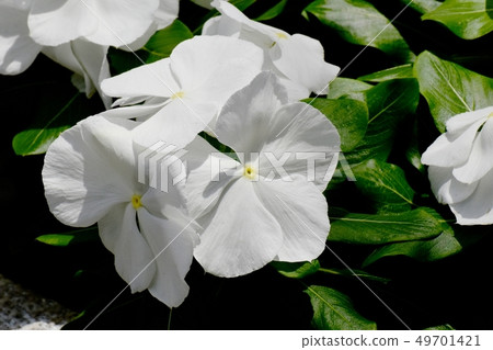 White Nichinoscisso blooming in Mitaka Nakahara 49701421