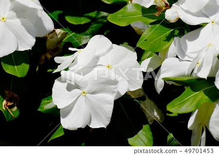 開花在三鷹中原的白色Nichinoscisso 49701453