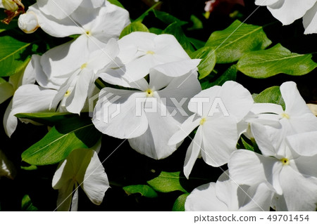 開花在三鷹中原的白色Nichinoscisso 49701454