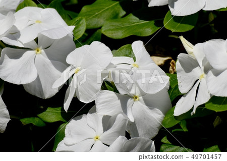 White Nichinoscisso blooming in Mitaka Nakahara White Nichinoscisso blooming in Mitaka Nakahara 49701457