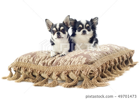 chihuahuas on cushion chihuahuas on cushion 49701473