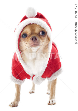 dressed chihuahua dressed chihuahua 49701474