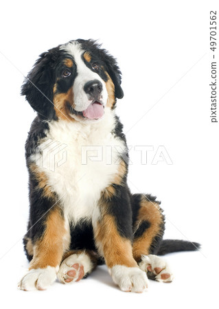 puppy bernese moutain dog 49701562