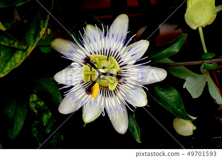 Passionflower blooming in Mitaka Nakahara (passion flower) Passionflower blooming in Mitaka Nakahara (passion flower) 49701593
