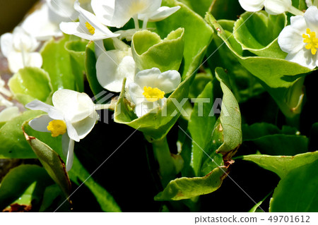開花在三鷹中原的白色秋海棠 開花在三鷹中原的白色秋海棠 49701612