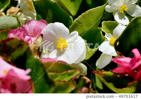 開花在三鷹中原的白色秋海棠 開花在三鷹中原的白色秋海棠 49701617