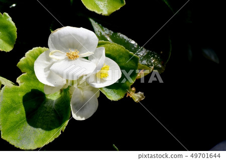White Begonia blooming in Mitaka Nakahara 49701644