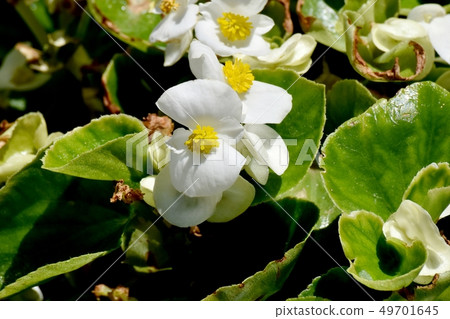 White Begonia blooming in Mitaka Nakahara 49701645