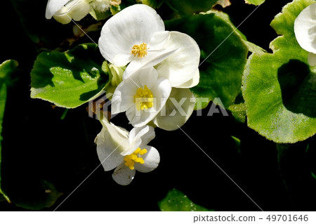 White Begonia blooming in Mitaka Nakahara White Begonia blooming in Mitaka Nakahara 49701646
