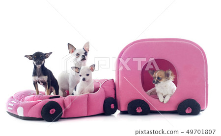 chihuahuas in car 49701807