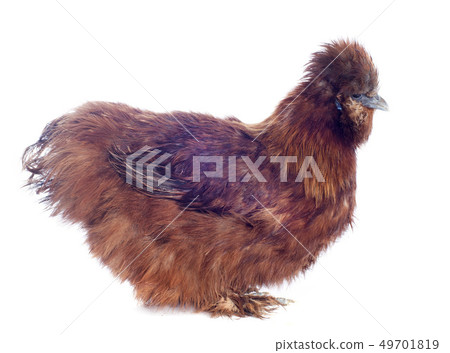 young Silkie young Silkie 49701819