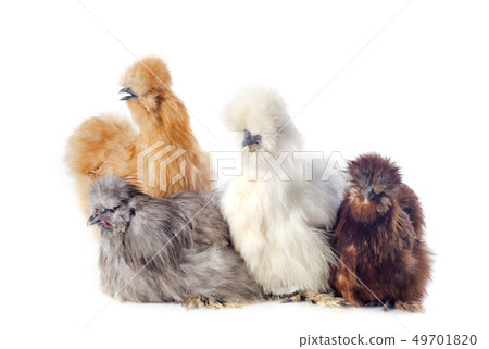 young Silkies young Silkies 49701820