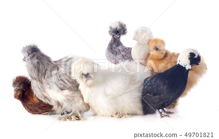 young Silkies and dutch bantam young Silkies and dutch bantam 49701821