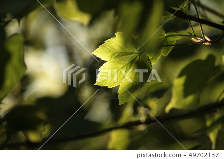 Spring maple leaves in the forest Spring maple leaves in the forest 49702137