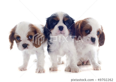 puppies cavalier king charles puppies cavalier king charles 49702262