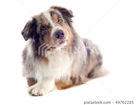 australian shepherd 49702285