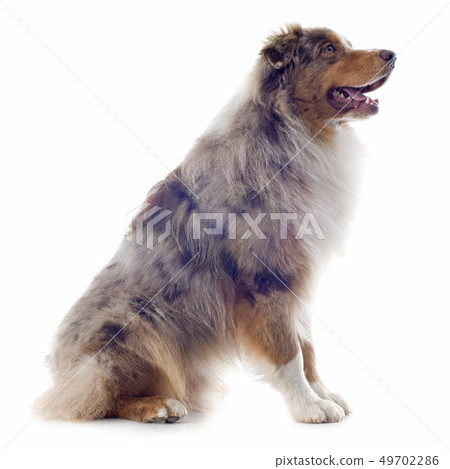 australian shepherd australian shepherd 49702286