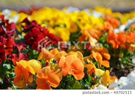 Flowers in the flower bed Flowers in the flower bed 49702515