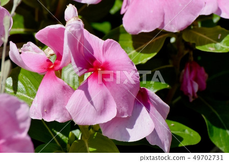 Thin pink periwinkle blooming in Mitaka Nakahara 49702731