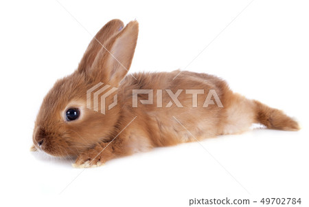 young rabbit 49702784