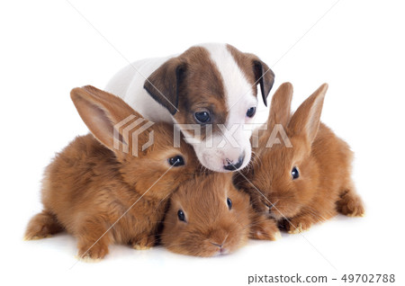 jack russel terrier and bunnies 49702788