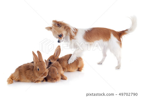 chihuahua and bunnies 49702790