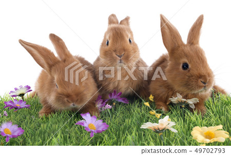 young rabbits 49702793