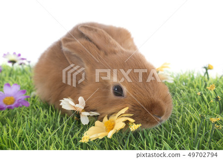 young rabbit 49702794
