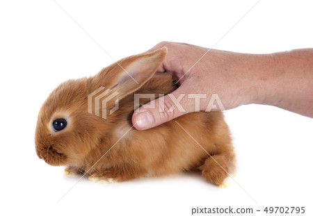young rabbit young rabbit 49702795