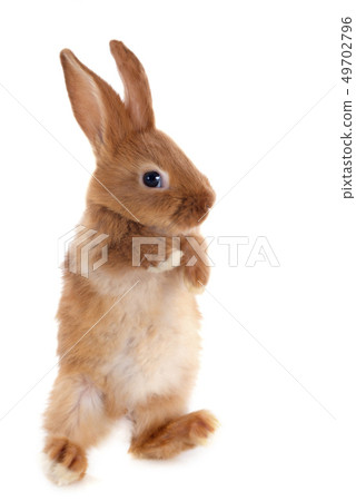 young rabbit 49702796