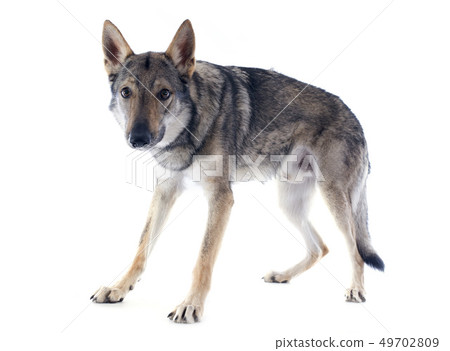 Czechoslovakian Wolfdog Czechoslovakian Wolfdog 49702809